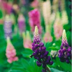 Colourful Lupins