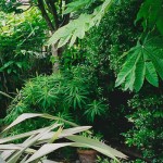 Sub Tropical SW Facing Garden